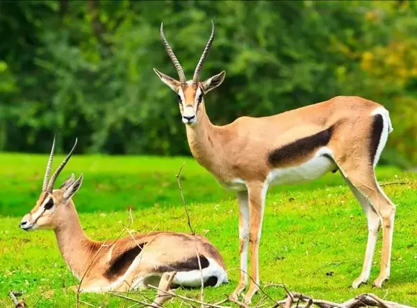 لوس انجليس - (شينخوا)