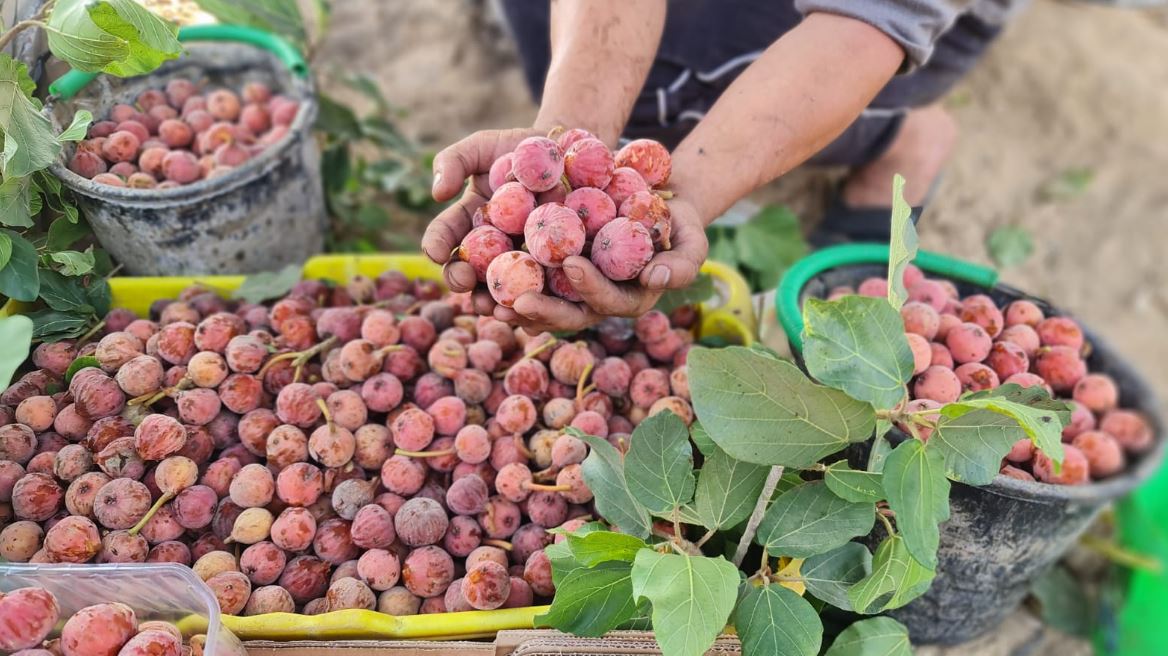 فاكهة "الجميز" من غزة .. تصوير: "حسن اصليح"