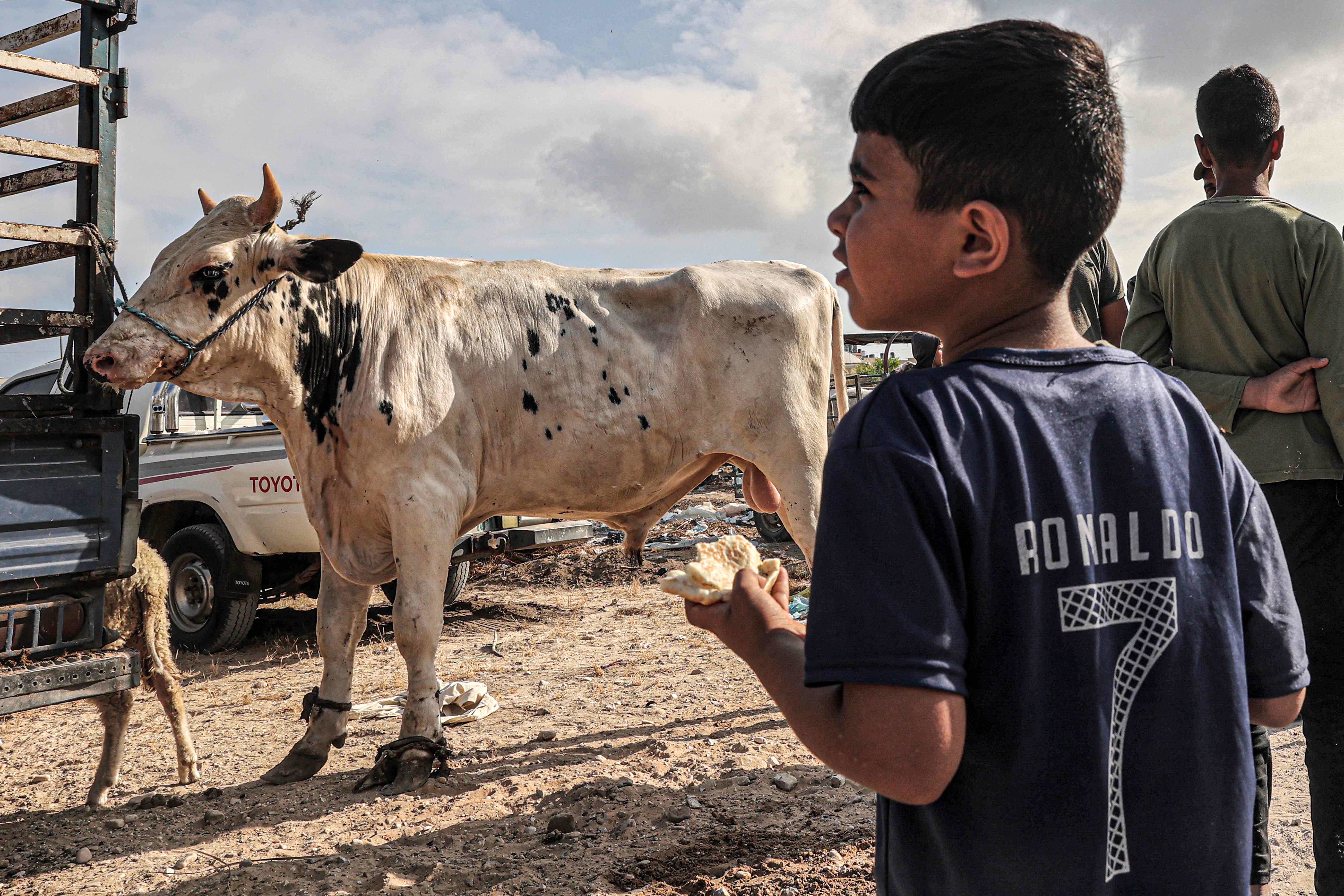 سوق الأضاحي في قطاع غزة .. تصوير: "الفرنسية"
