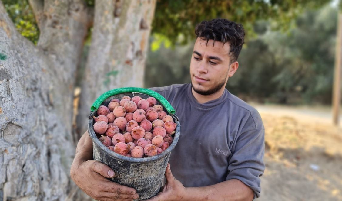 فاكهة "الجميز" من غزة .. تصوير: "حسن اصليح"
