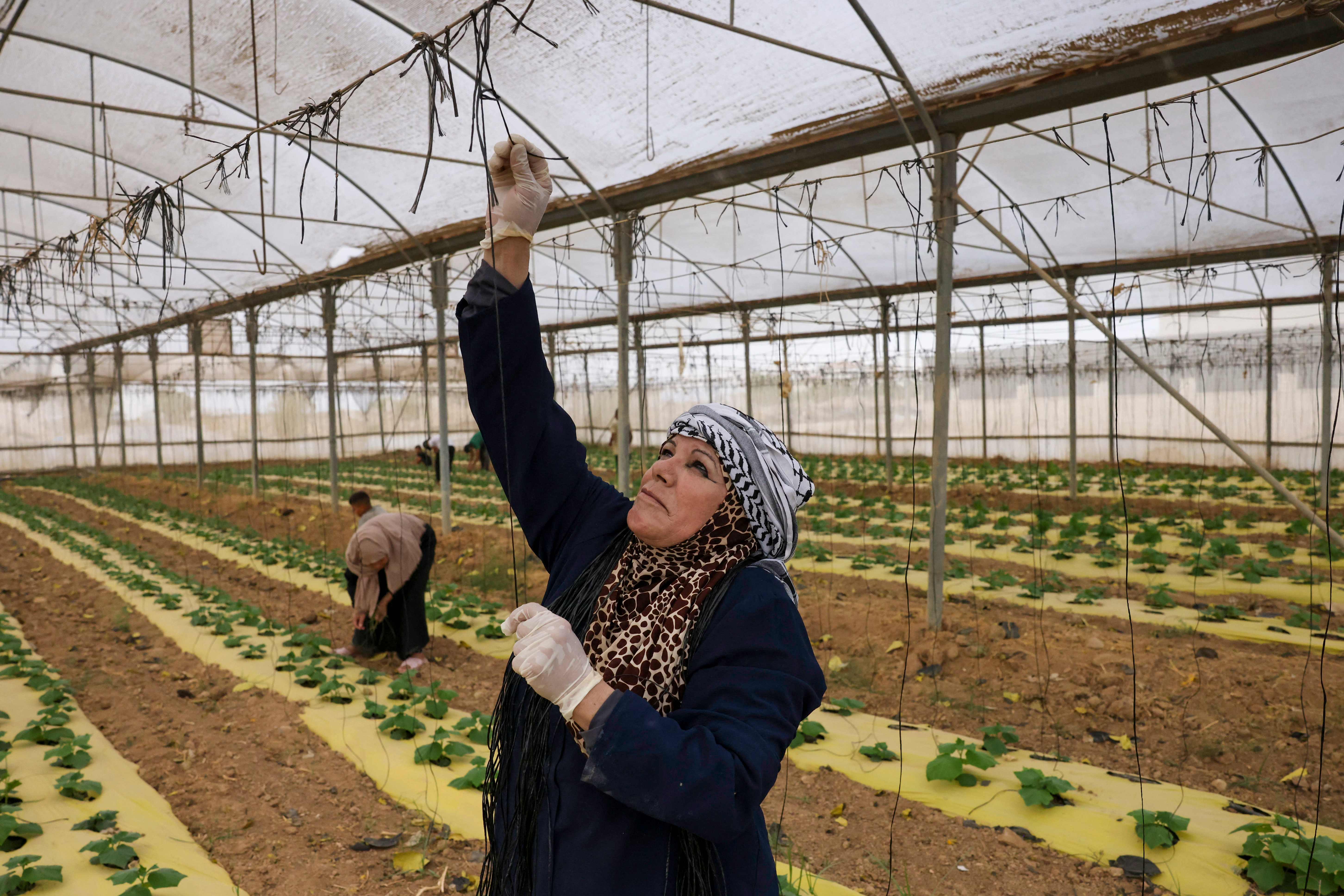 "اتحاد عياد" فلسطينية من أريحا تملك أراضٍ زراعية وتقود جرار زراعي .. تصوير: "الفرنسية"
