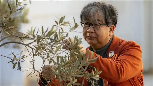 الأناضول