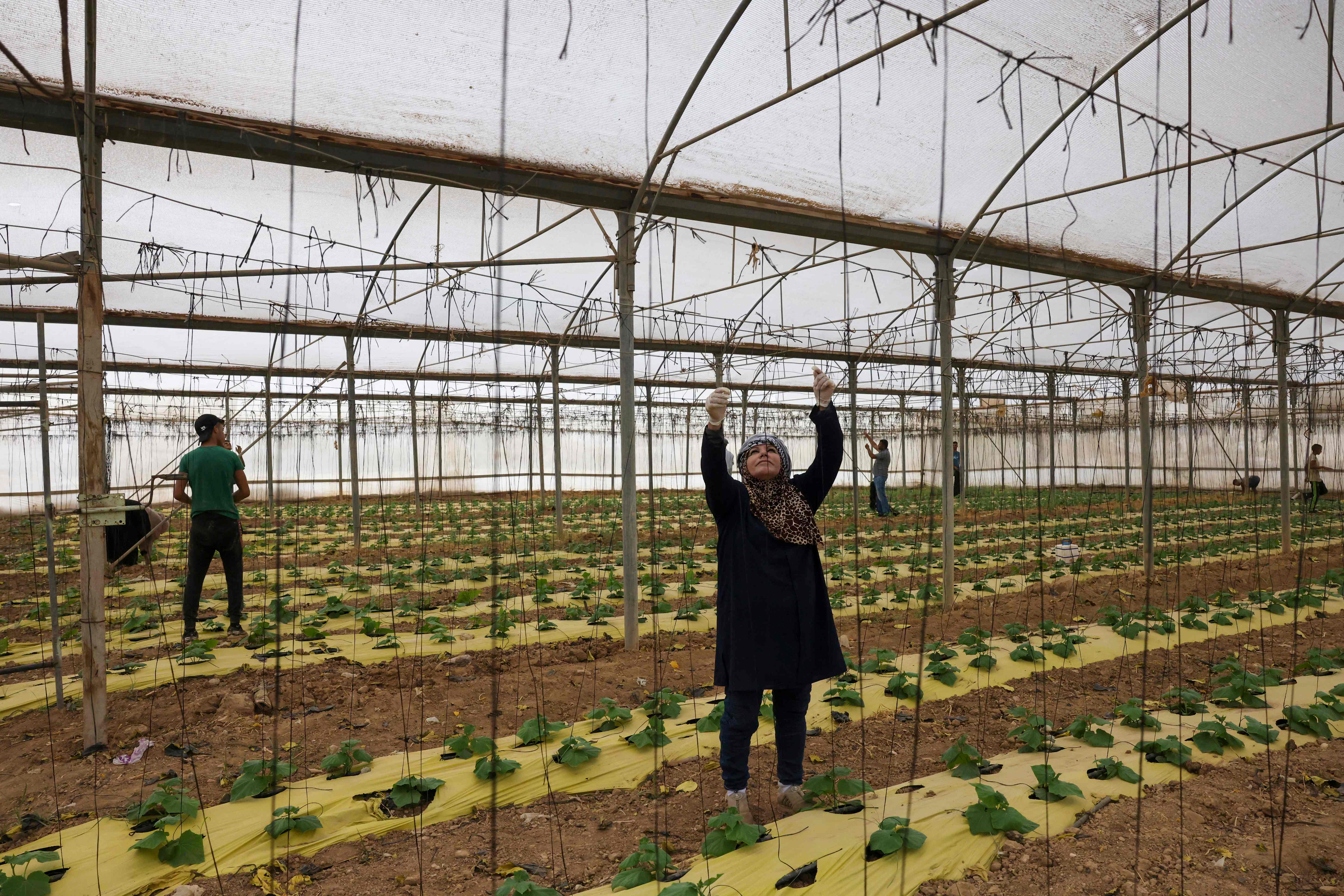 "اتحاد عياد" فلسطينية من أريحا تملك أراضٍ زراعية وتقود جرار زراعي .. تصوير: "الفرنسية"