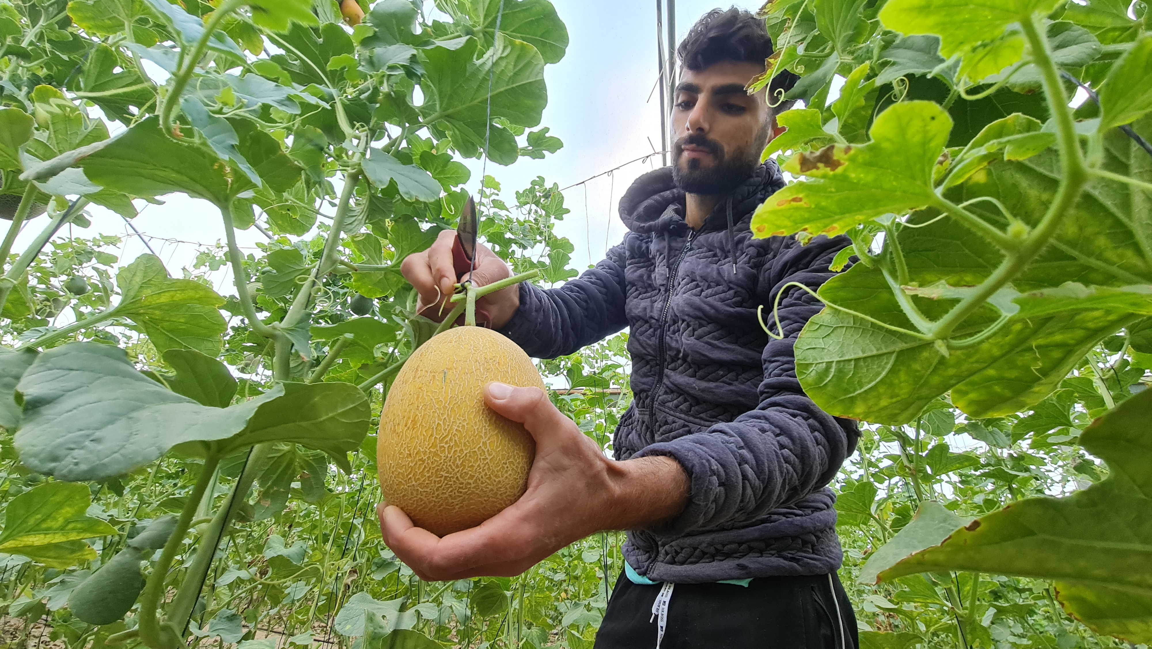 قطف ثمار الشمام بغزة