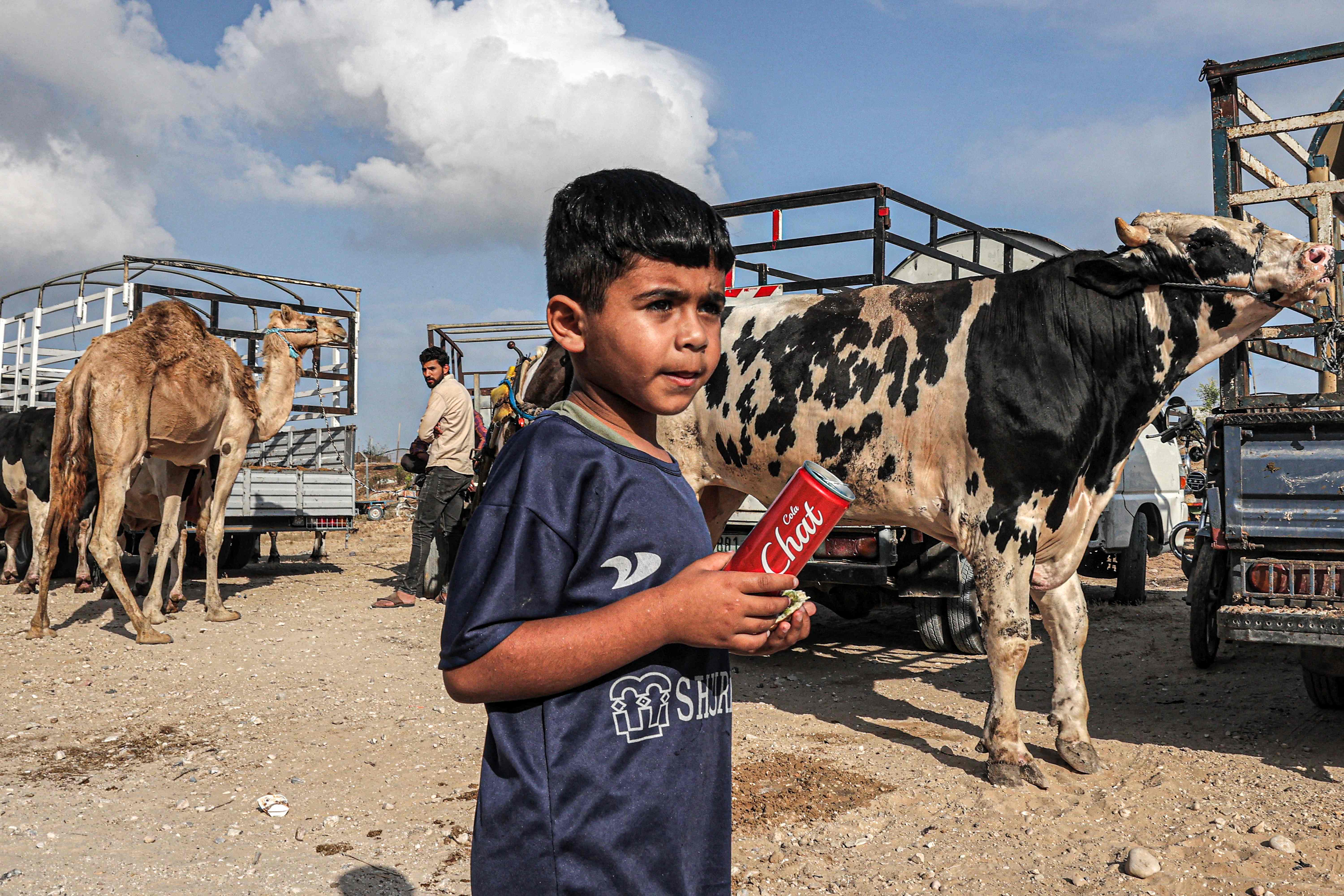 سوق الأضاحي في قطاع غزة .. تصوير: "الفرنسية"