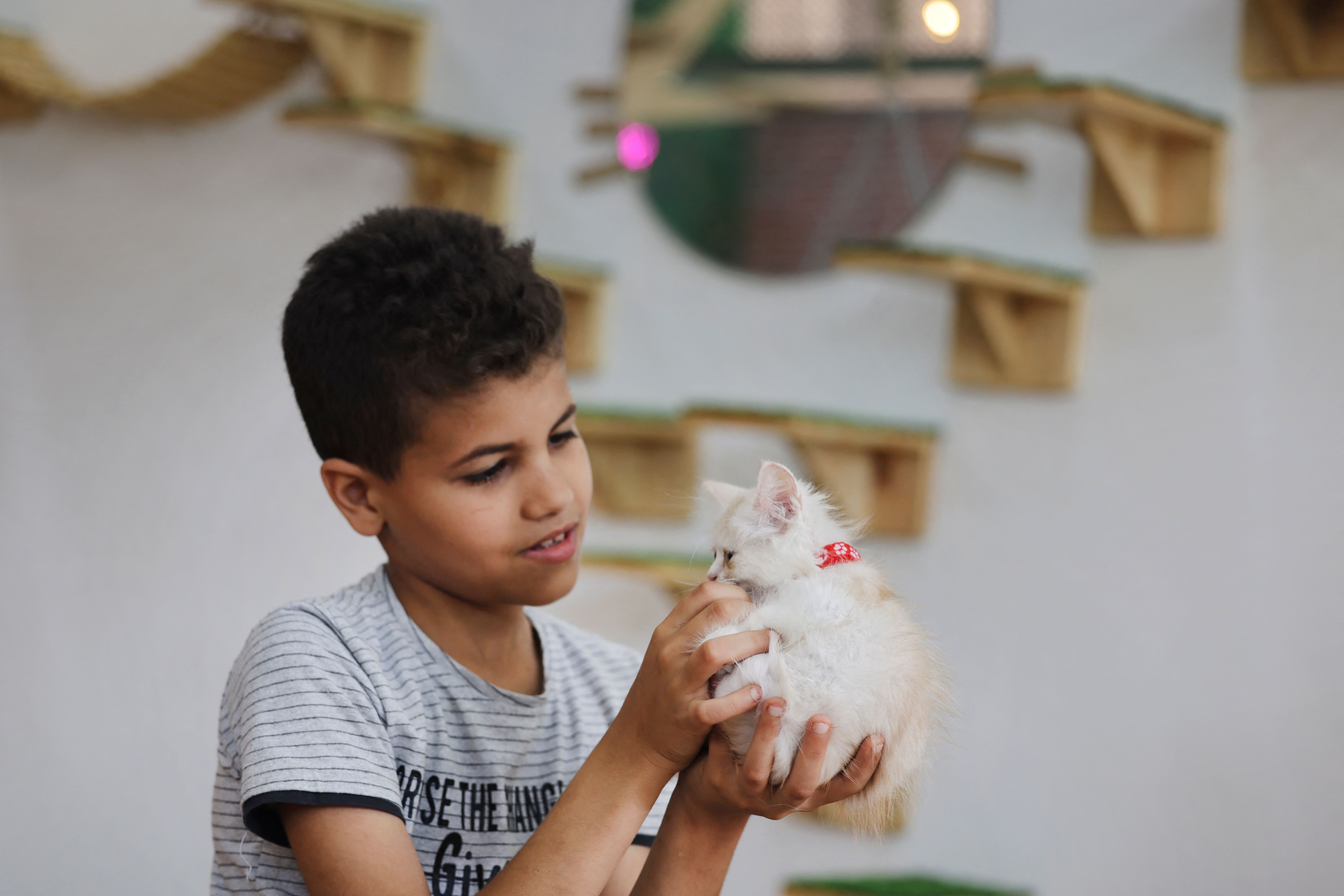 افتتاح مقهى "كات مياو" بغزة مخصص للقطط .. تصوير: "الفرنسية"