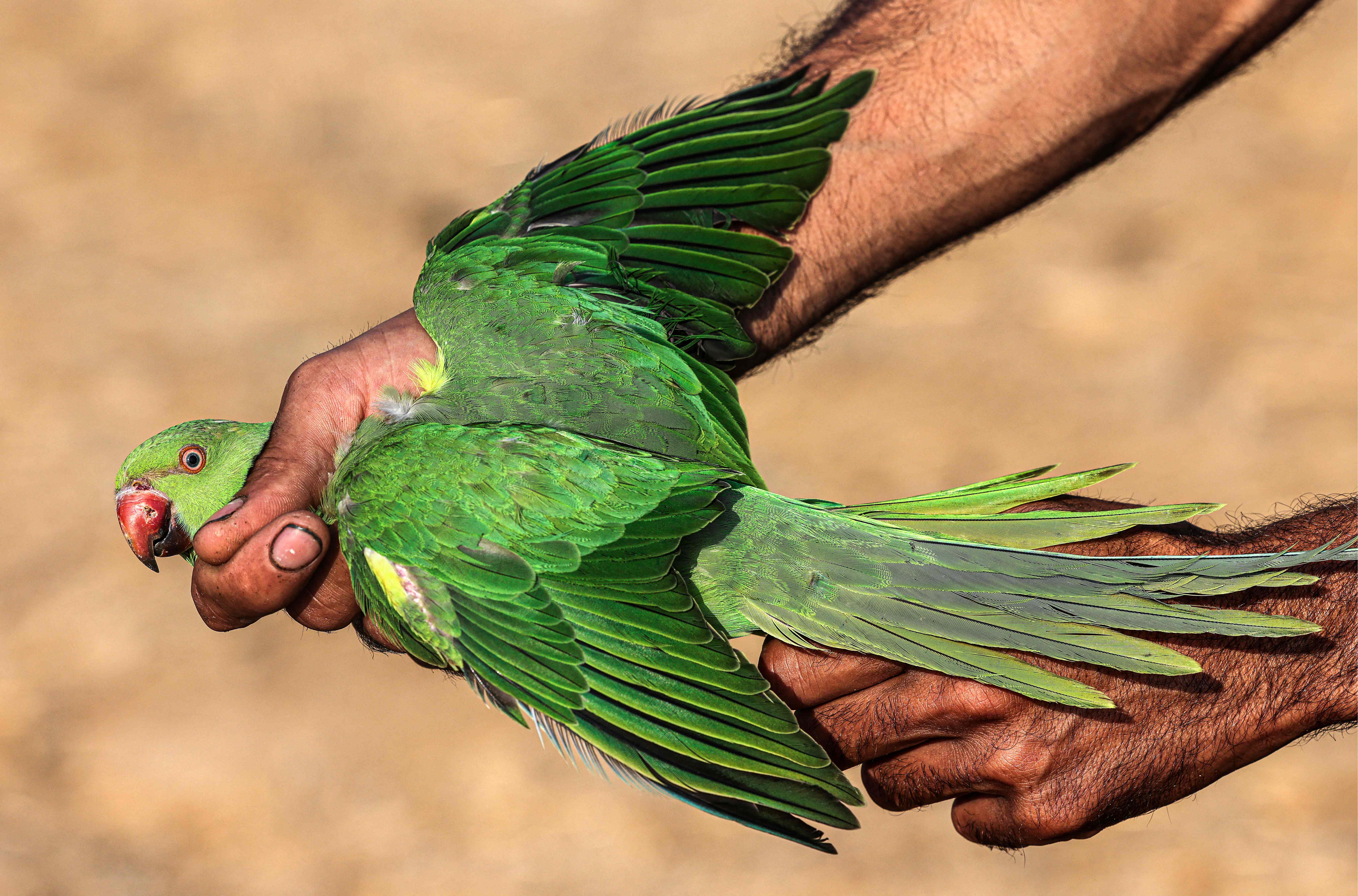 هواة الصيد يصطادون أعداد كبيرة من "ببغاء الدُرّة" الجميل على حدود قطاع غزة .. تصوير: "الفرنسية"