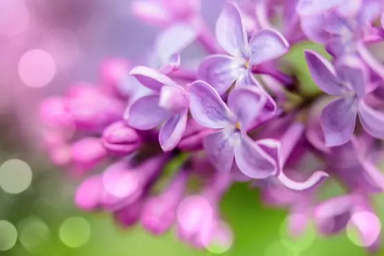 دبي - العربية. نت
