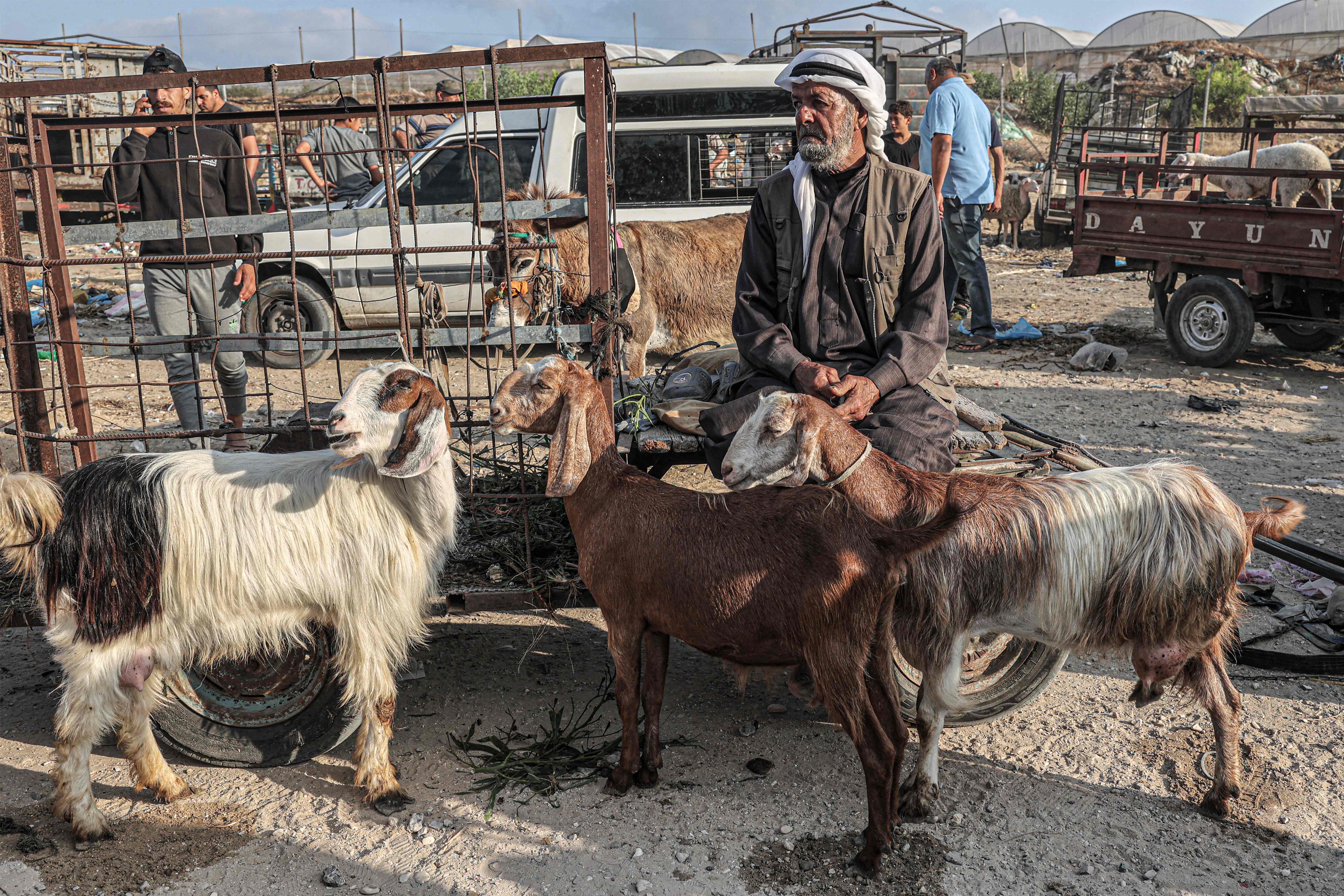 سوق الأضاحي في قطاع غزة .. تصوير: "الفرنسية"