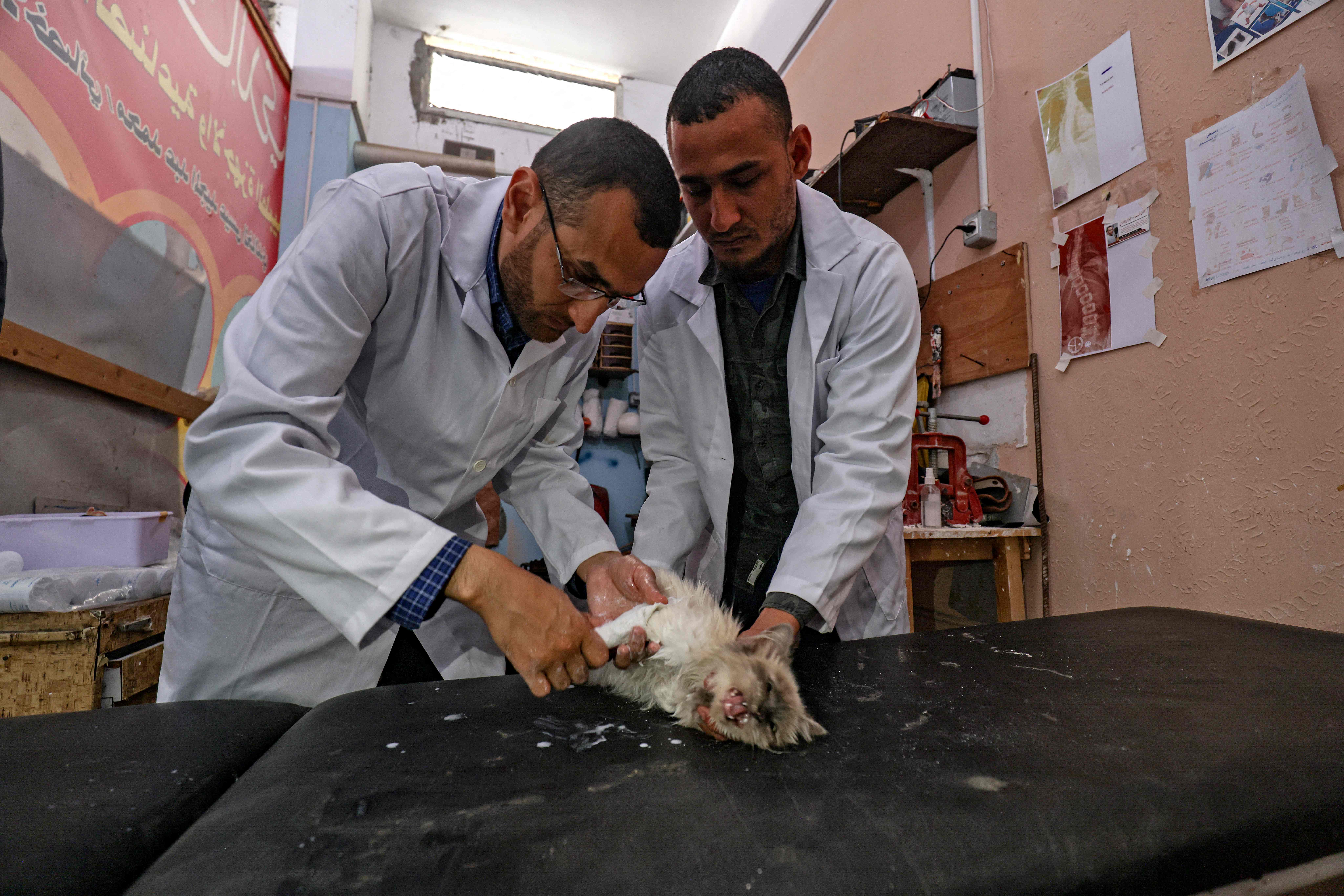 طبيبان شقيقان من رفح كانا يعلاجان جرحى "مسيرات العودة" يعالجان الحيوانات .. تصوير: "الفرنسية"