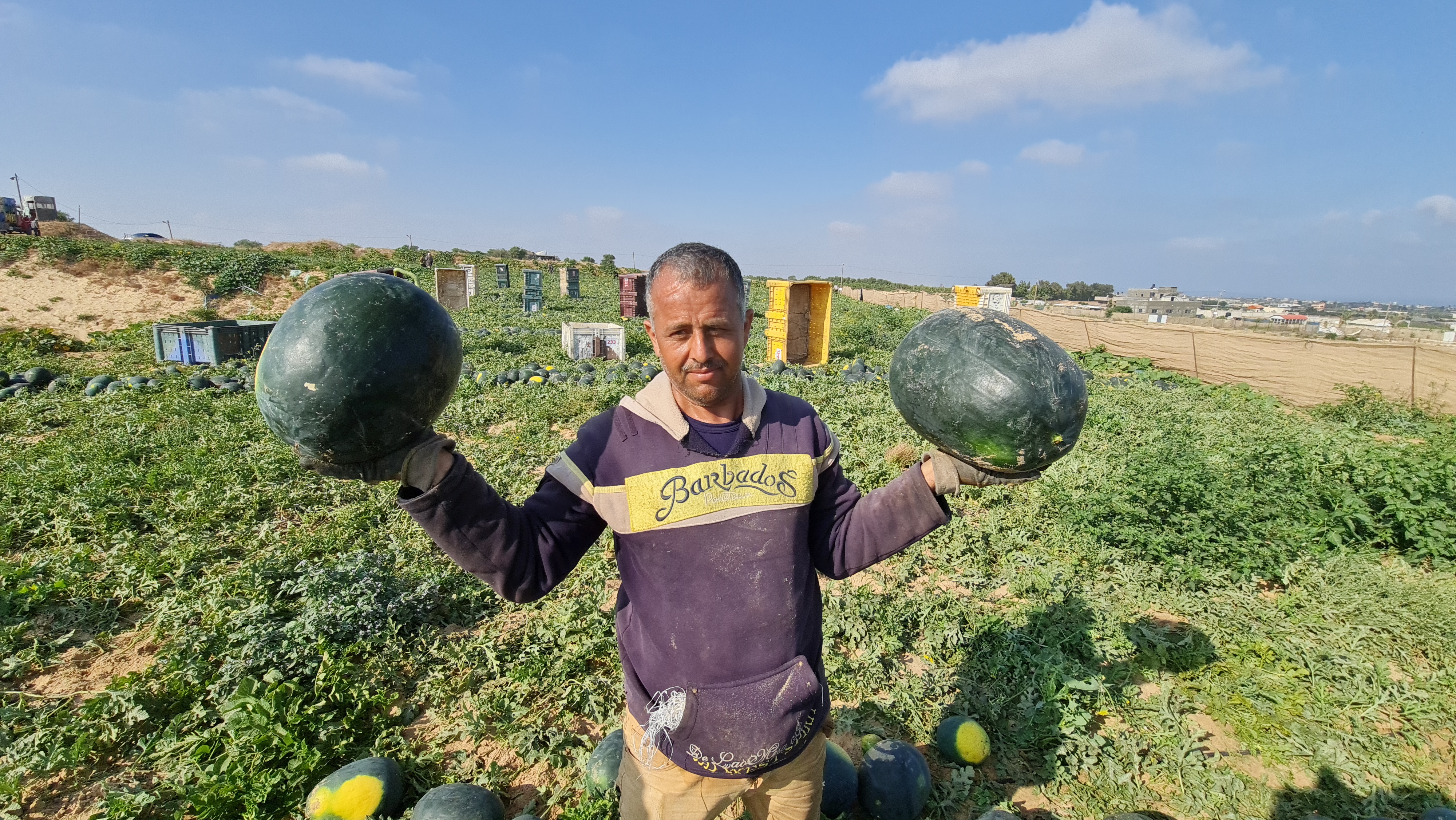 قطف ثمار البطيخ بغزة