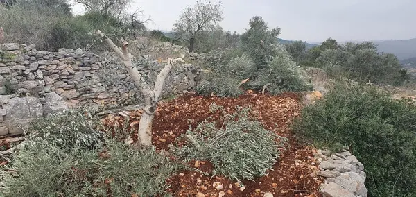 نابلس- "القدس" دوت كوم