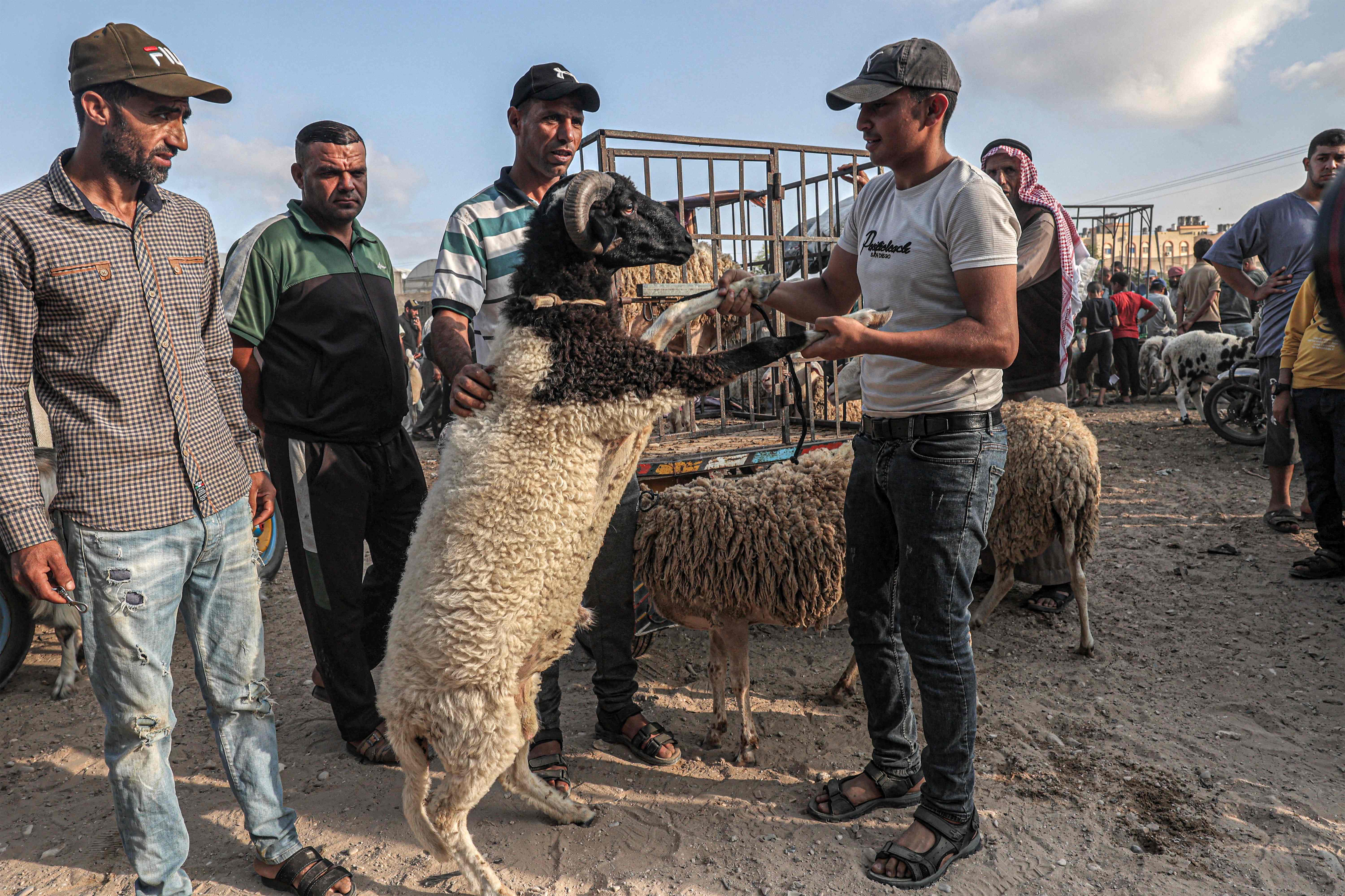 سوق الأضاحي في قطاع غزة .. تصوير: "الفرنسية"