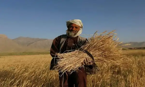 كابول - (شينخوا)