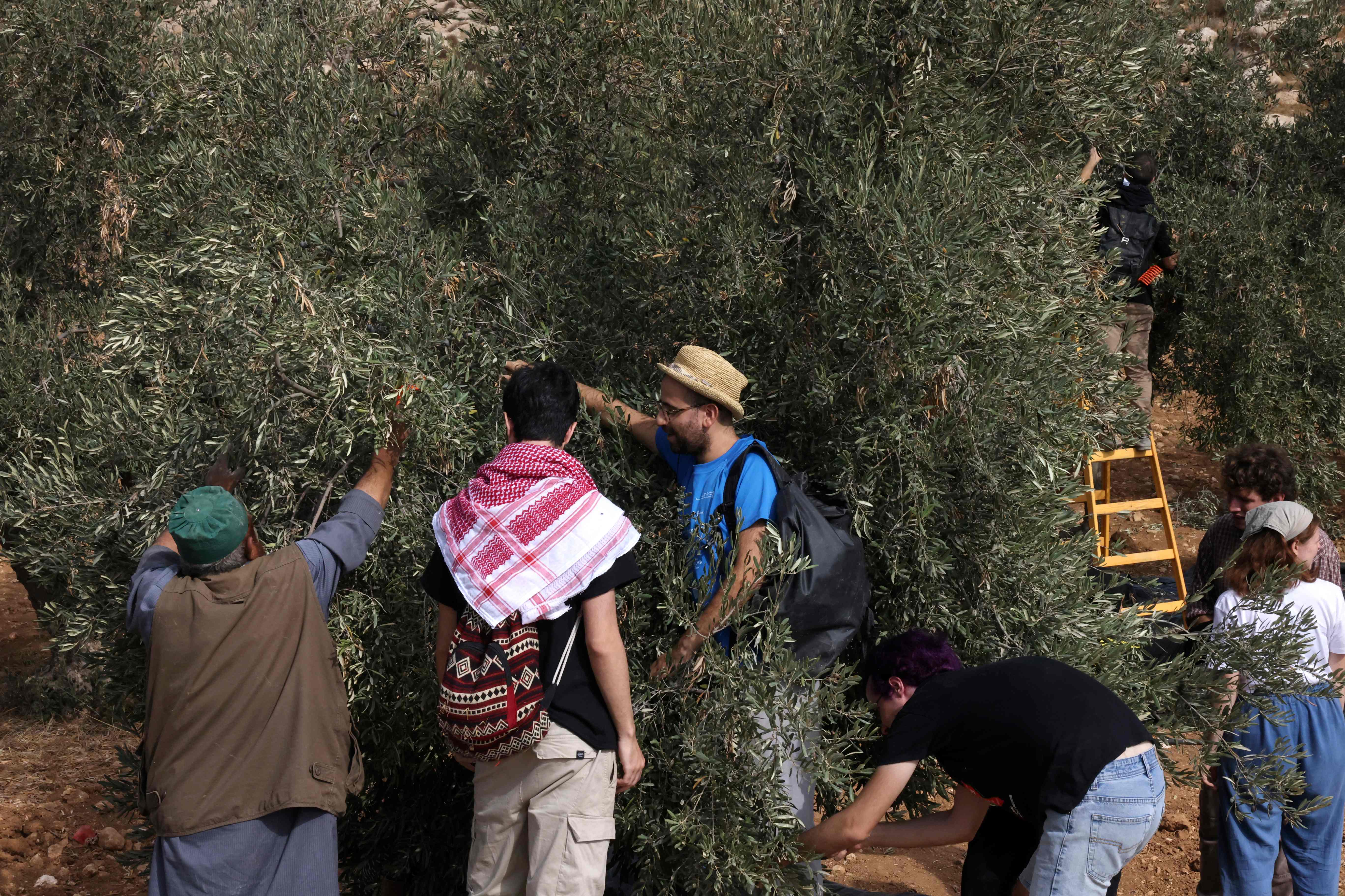 الاحتلال يهاجم المزارعين ونشطاء كانوا يقطفون ثمار الزيتون في قرية التواني بالخليل .. تصوير: "الفرنسية"
