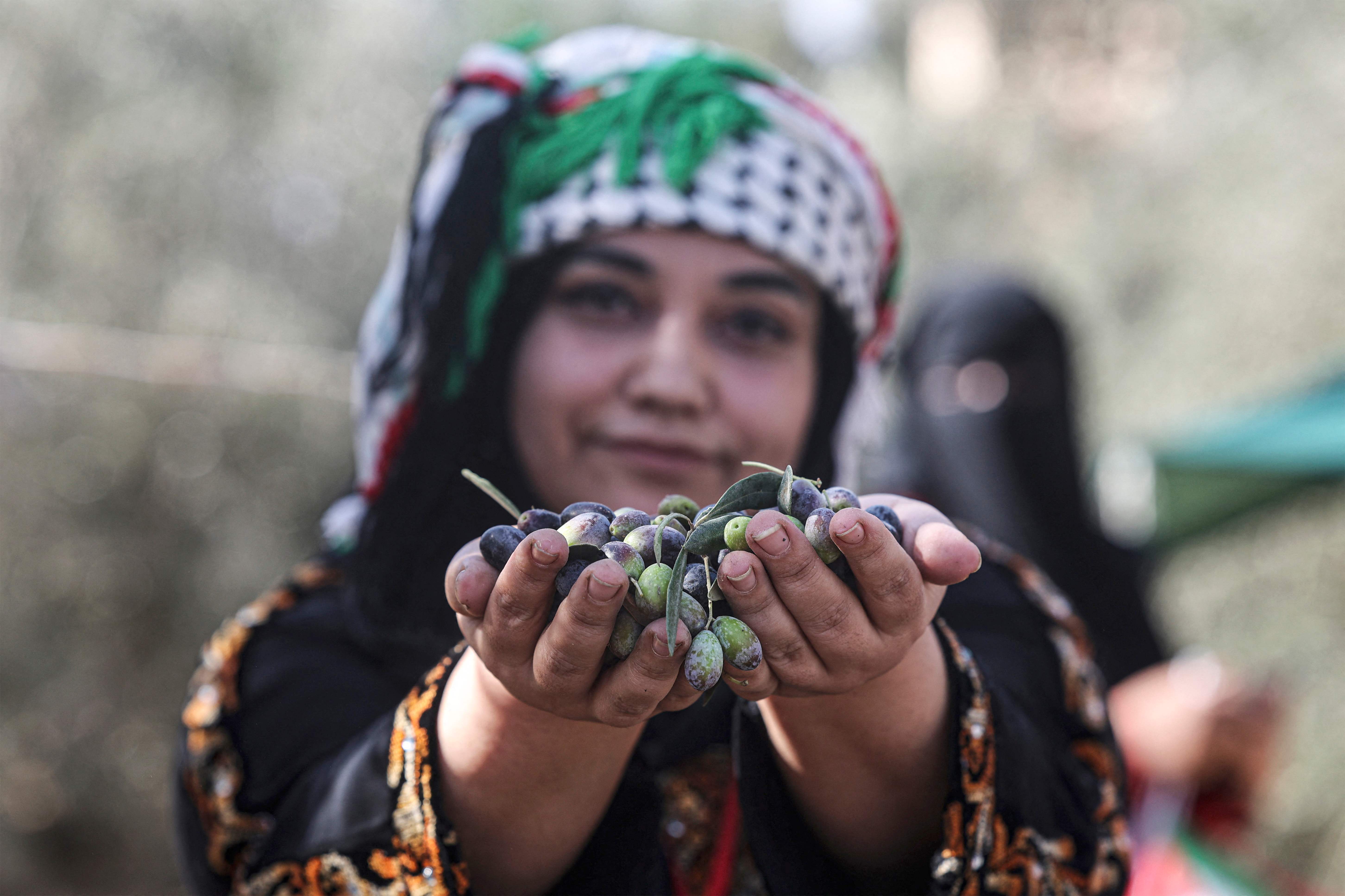 من خيرات البلاد.. موسم قطف الزيتون وعصره بغزة .. تصوير: "الفرنسية"