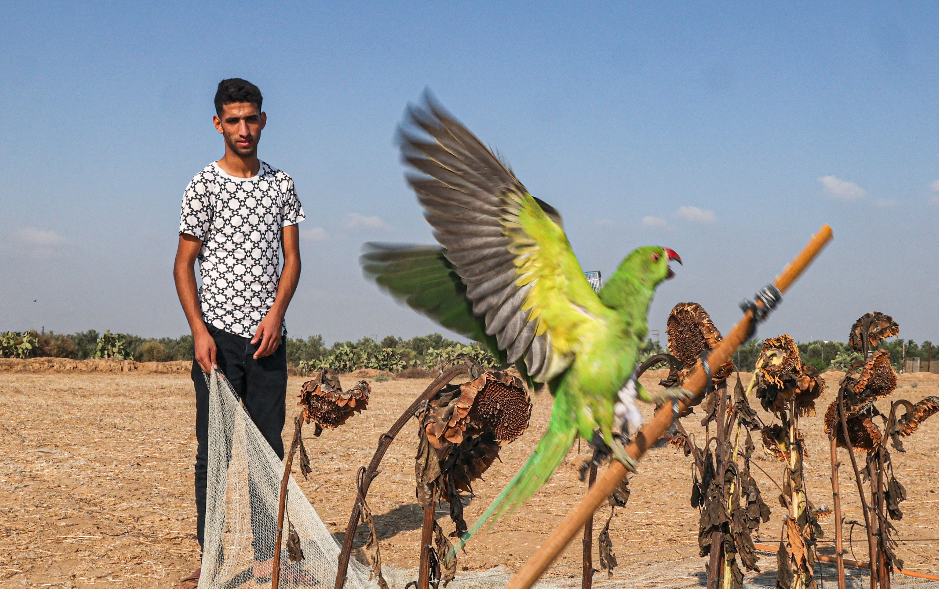 هواة الصيد يصطادون أعداد كبيرة من "ببغاء الدُرّة" الجميل على حدود قطاع غزة .. تصوير: "الفرنسية"